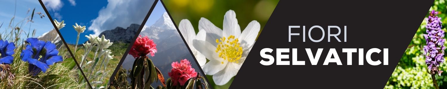 I fiori selvatici che puoi incontrare sui sentieri: riconoscerli e fotografarli