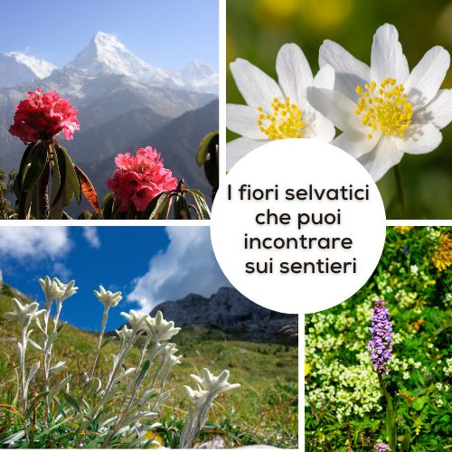 I fiori selvatici che puoi incontrare sui sentieri: riconoscerli e fotografarli
