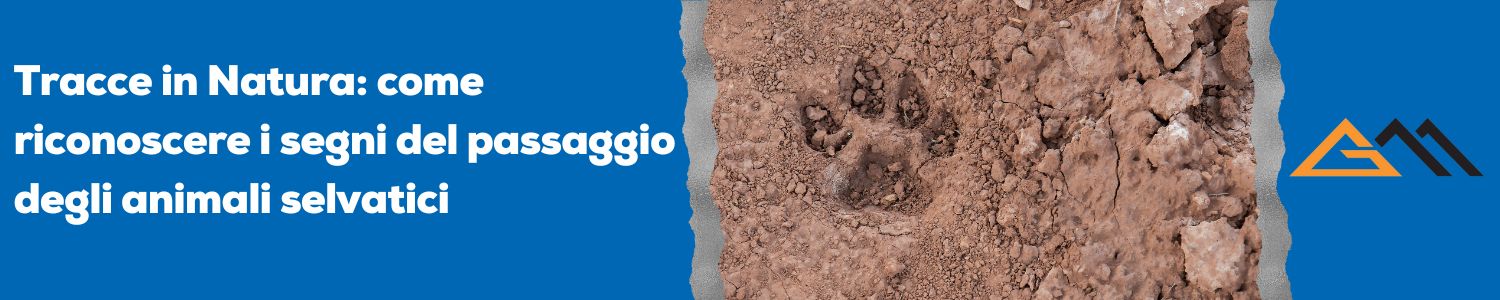 Tracce in Natura: come riconoscere i segni del passaggio degli animali selvatici 