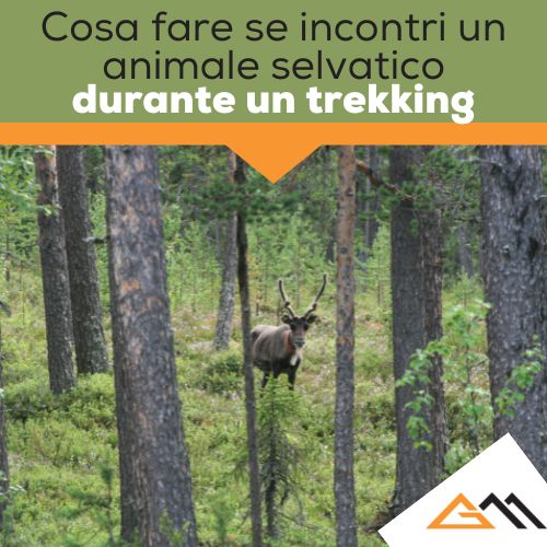 Cosa fare se incontri un animale selvatico durante un trekking